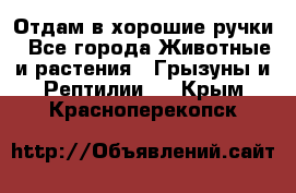 Отдам в хорошие ручки - Все города Животные и растения » Грызуны и Рептилии   . Крым,Красноперекопск